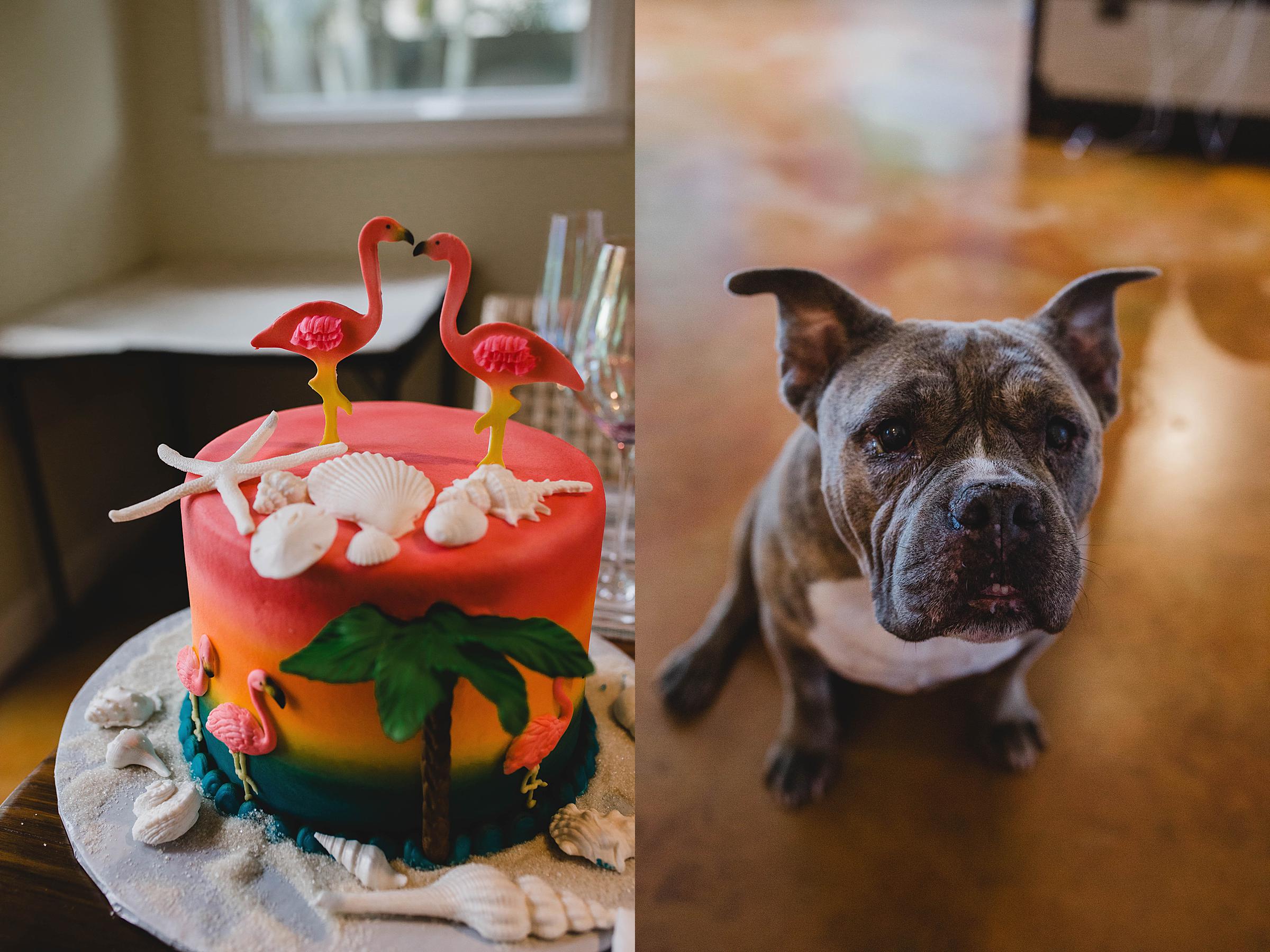 wedding cake and pet dog at sarasota courthouse wedding